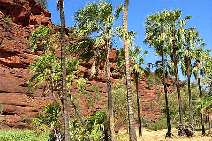  Central Australian Cabbage Palm (Livistona mariae), Palm Valley, Finke Gorge National Park, Northern Territory, Australia