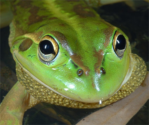 Southern bell frog (Litoria raniformis)
