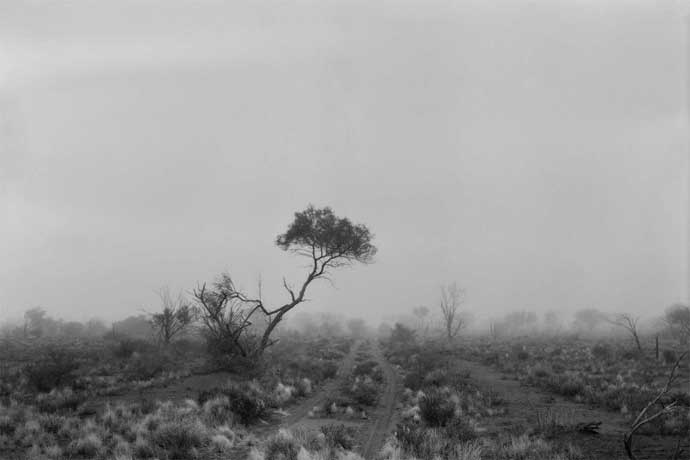 One Tree at Emu Field