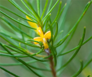 North Rothbury persoonia (Persoonia pauciflora)