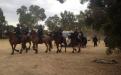 Mounted police move in on the camp at Heirisson Island. (Picture: David Weber, ABC News)